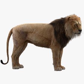 3D model Lion Rigged